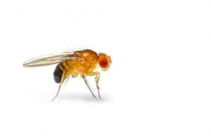 fruit-fly