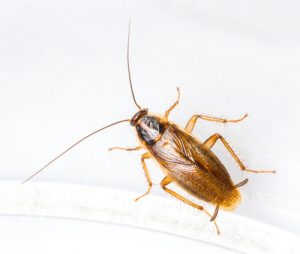 german-cockroach