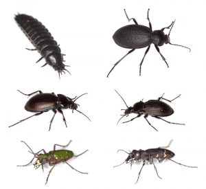 ground-beetles