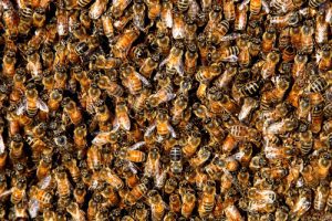 honey-bee-swarm