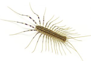 house-centipede