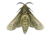 pests moths moth colonialpest