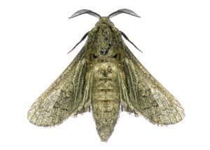 house-moth