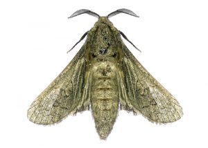 house-moth