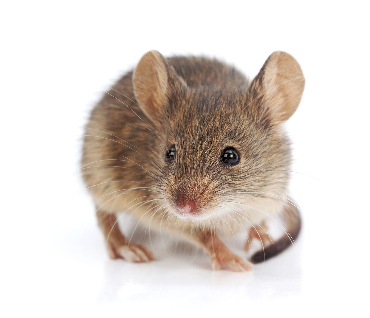 House Mouse