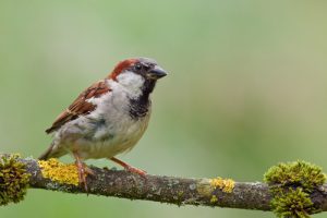 house-sparrow