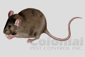 Illustration of a house mouse