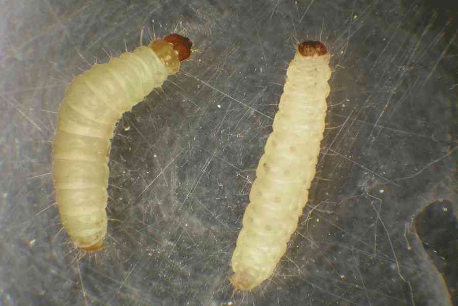 White Worms Crawling Up The Walls Colonial Pest Control