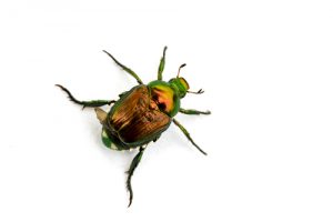 japanese-beetle