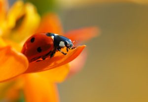 lady-bug