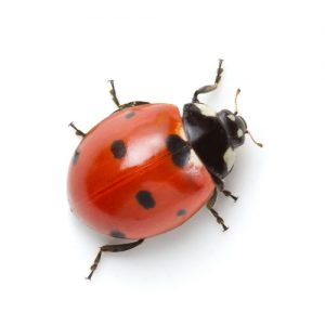 ladybug