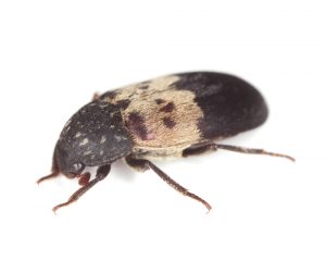 larder-beetle