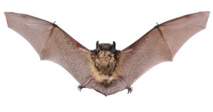 little-brown-bat