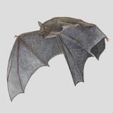 Little brown bat