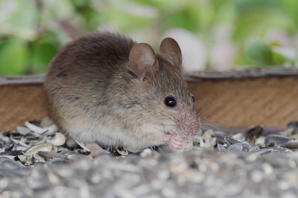 Does Bird Seed Draw Mice at Lyda King blog