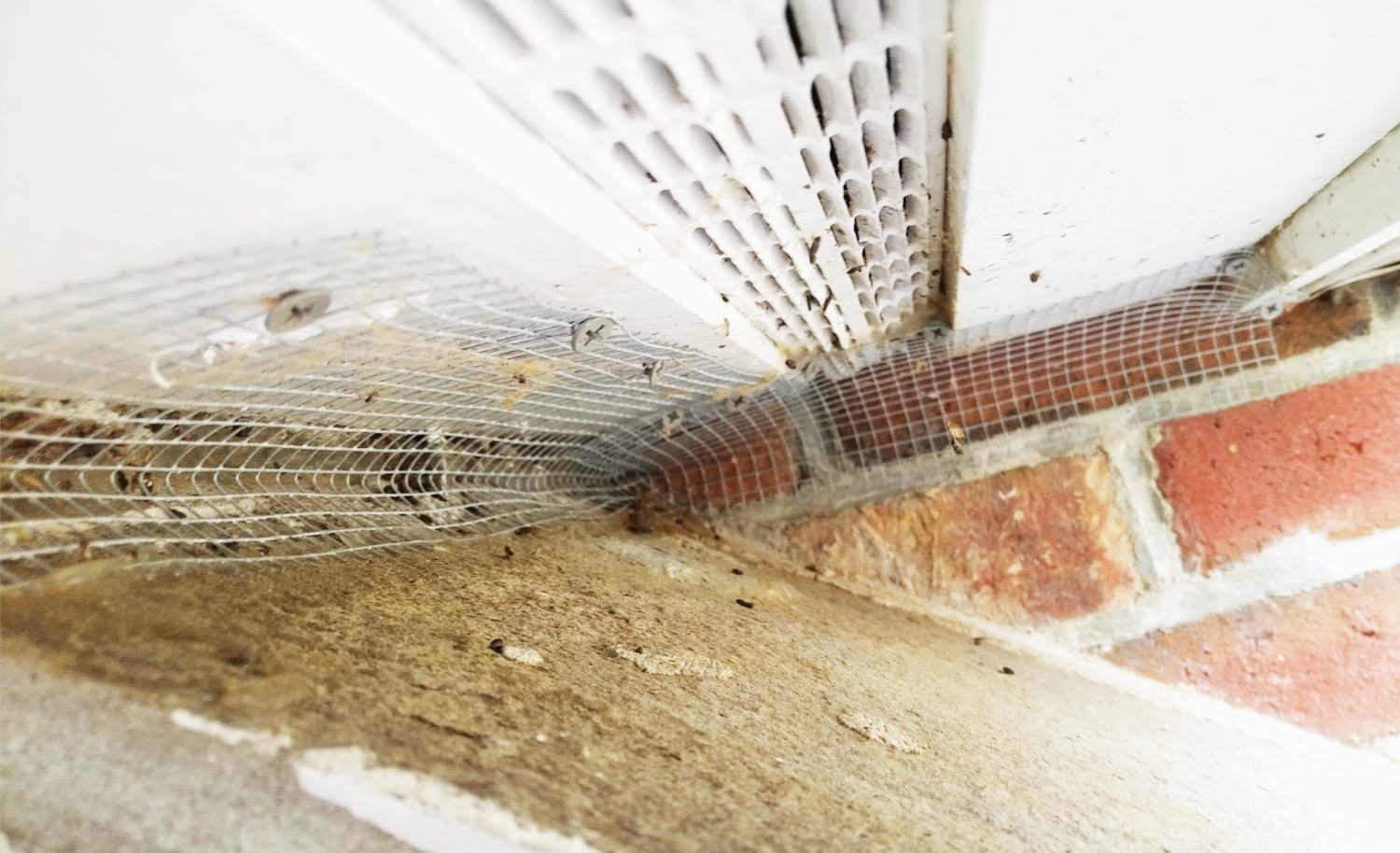 GOT MICE IN YOUR HOUSE?