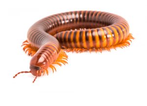 millipede