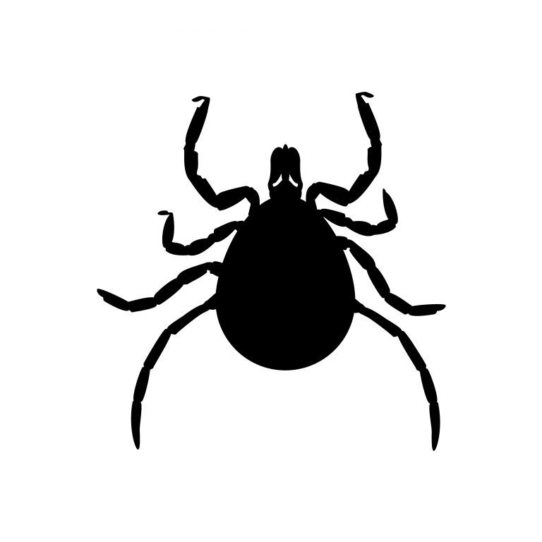 Grain Mites in Stored Foods Colonial Pest Control