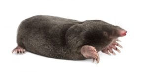 mole