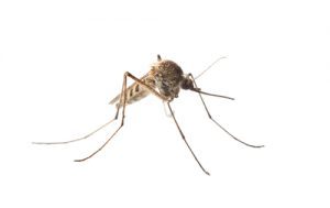 mosquito