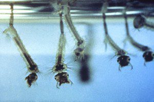 Mosquito larvae