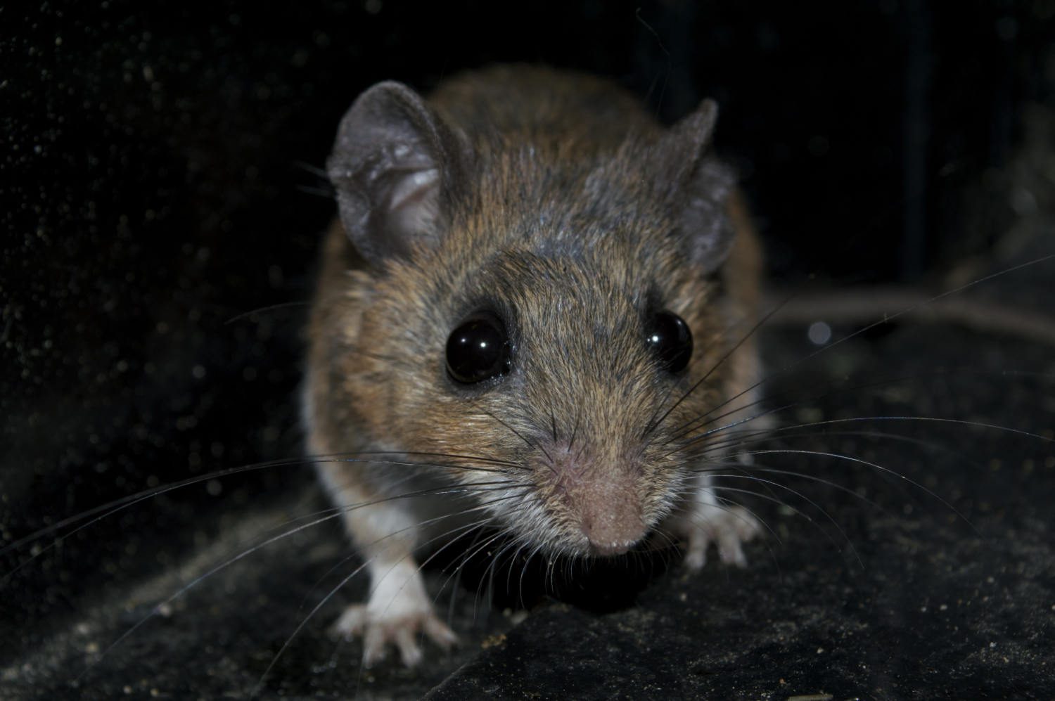 Little-Known Ways Mice Can Sneak Into Your Elizabeth City Home