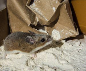 How Do I Know If I Have A Mouse Problem Colonial Pest Control