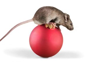 mouse-on-ornament