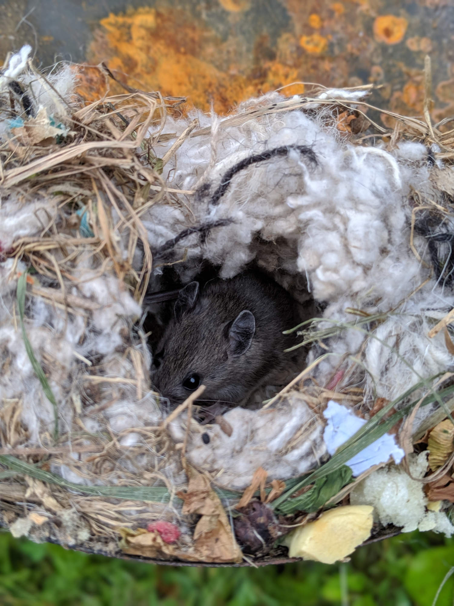 Mouse Nest 