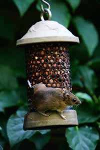 Rodents are attracted to bird feeders.