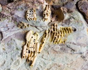 mud-dauber-nest