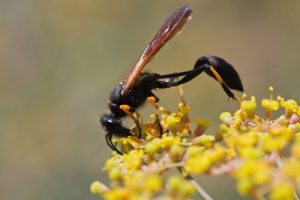 mud-dauber-wasp