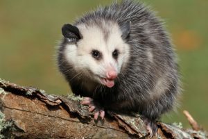 opossum