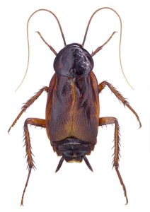 oriental-cockroach