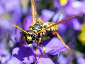 paper-wasp