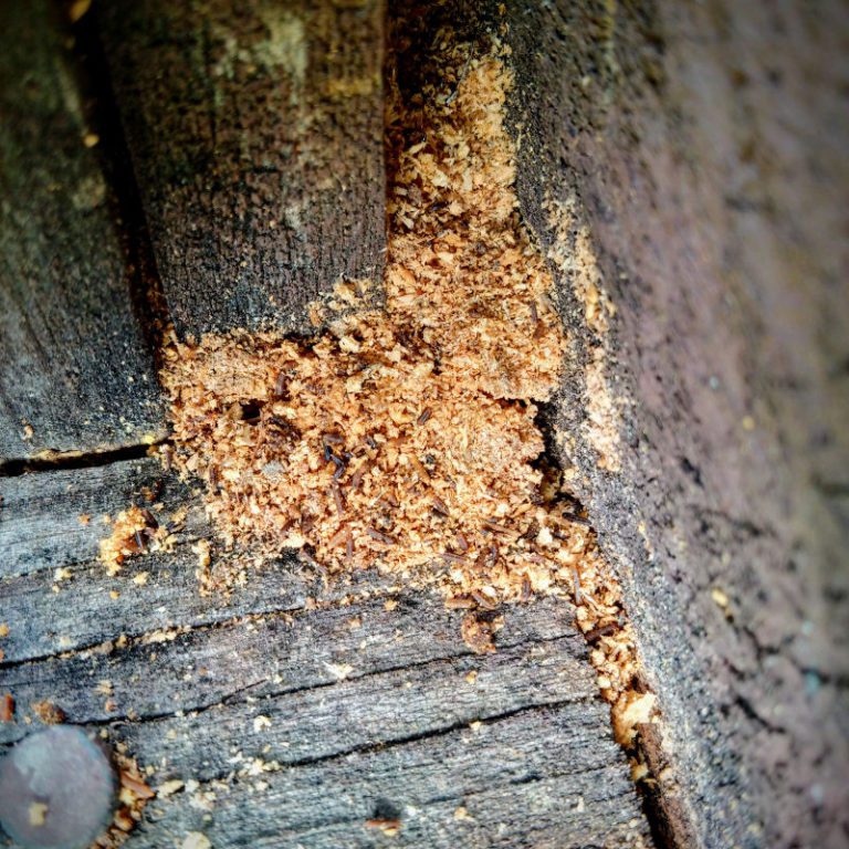 DO TERMITES LEAVE SAWDUST PILES BEHIND?