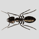 Carpenter Ant