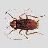 American Cockroach