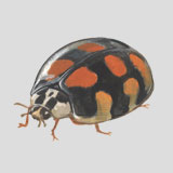 Asian Lady Bug