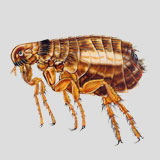 All out war on fleas