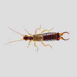 earwig