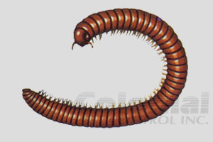 Get rid of Millipedes