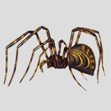 House spider