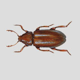 Drugstore beetle