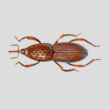 Granary Weevil