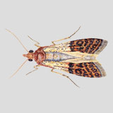 Indian Meal Moth