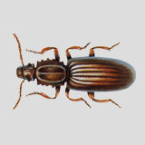 sawtoothed grain beetle