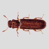 powder post beetle