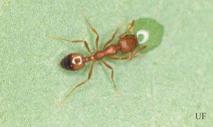 pharaoh_ant01