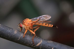 phorid-fly